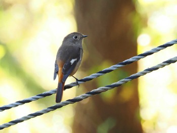 Daurian Redstart 秋葉の森総合公園 Fri, 11/3/2023