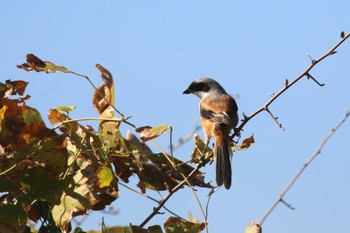 Long-tailed Shrike 兵庫県神戸市 Tue, 10/31/2023