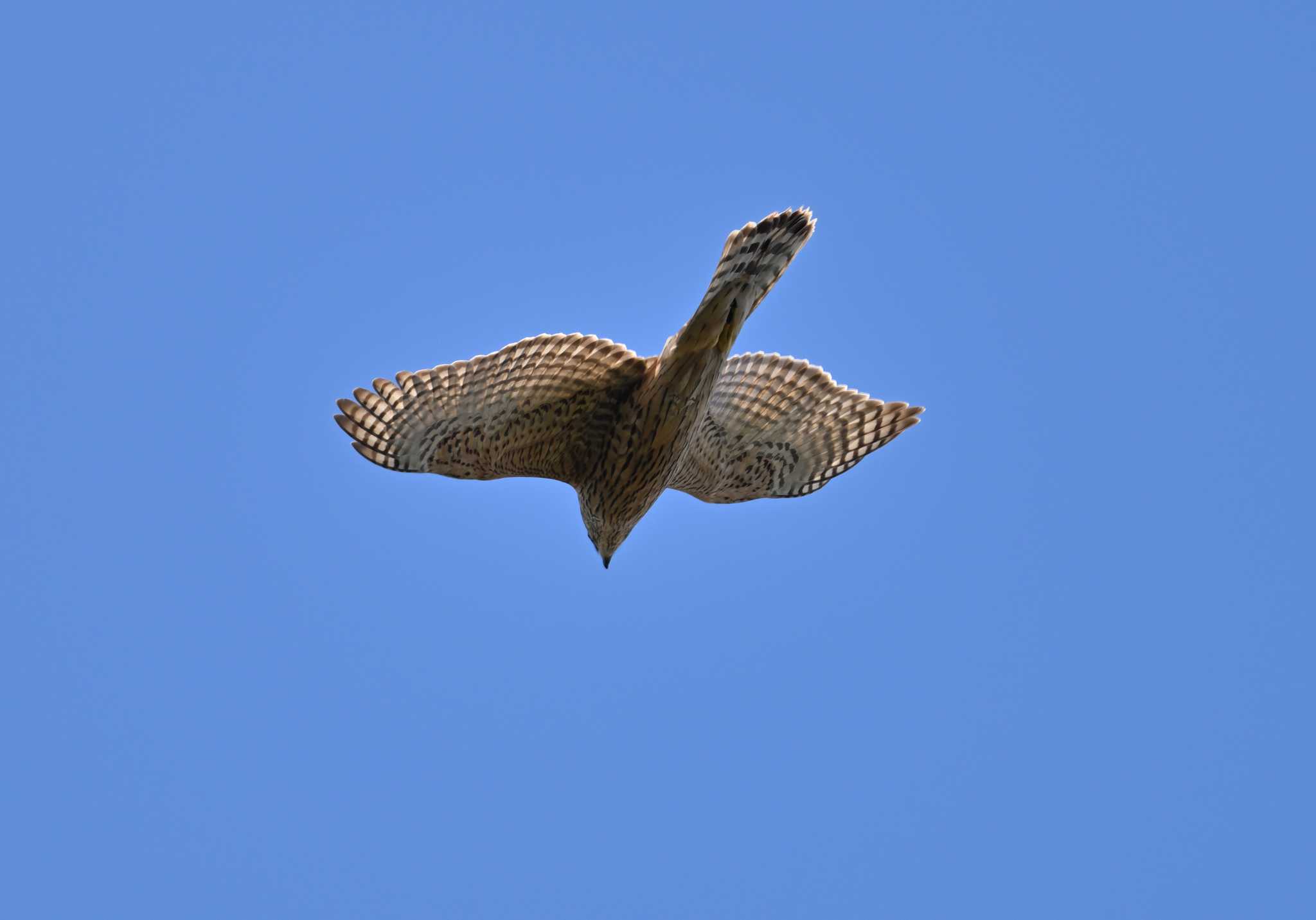 石神井公園 オオタカの写真 by 塩コンブ