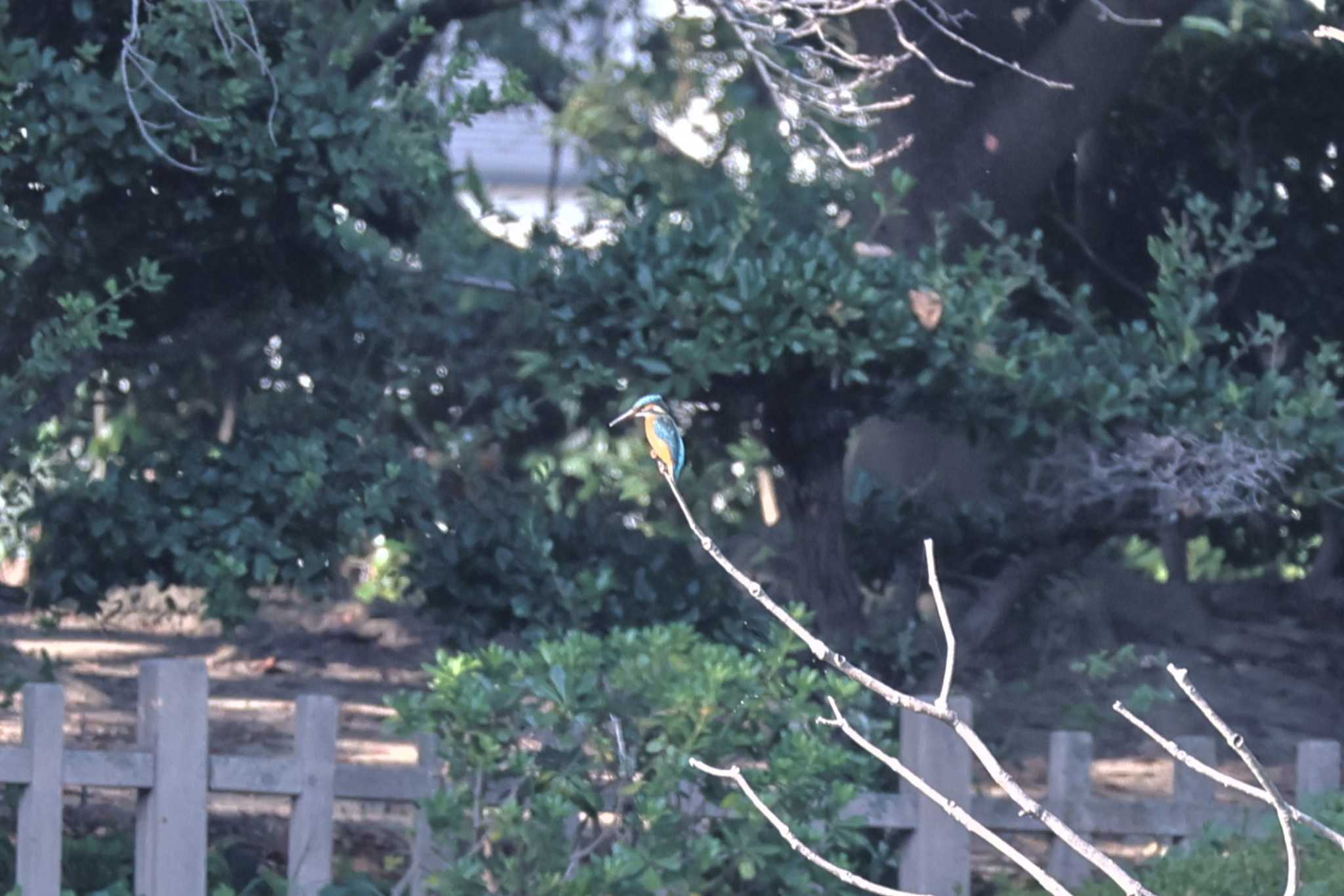 上野台公園（東海市） カワセミの写真