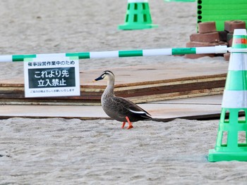 カルガモ お台場海浜公園 2023年11月1日(水)