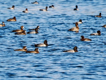 スズガモ お台場海浜公園 2023年11月1日(水)