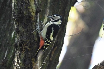 Great Spotted Woodpecker 八丁湖 Mon, 10/30/2023