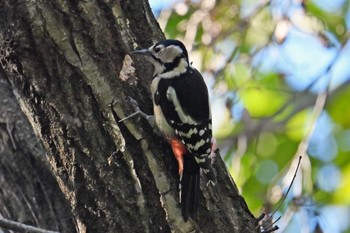 Great Spotted Woodpecker 八丁湖 Mon, 10/30/2023