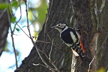 Great Spotted Woodpecker 八丁湖 Mon, 10/30/2023