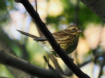 2023年11月3日(金) 三ツ池公園(横浜市鶴見区)の野鳥観察記録