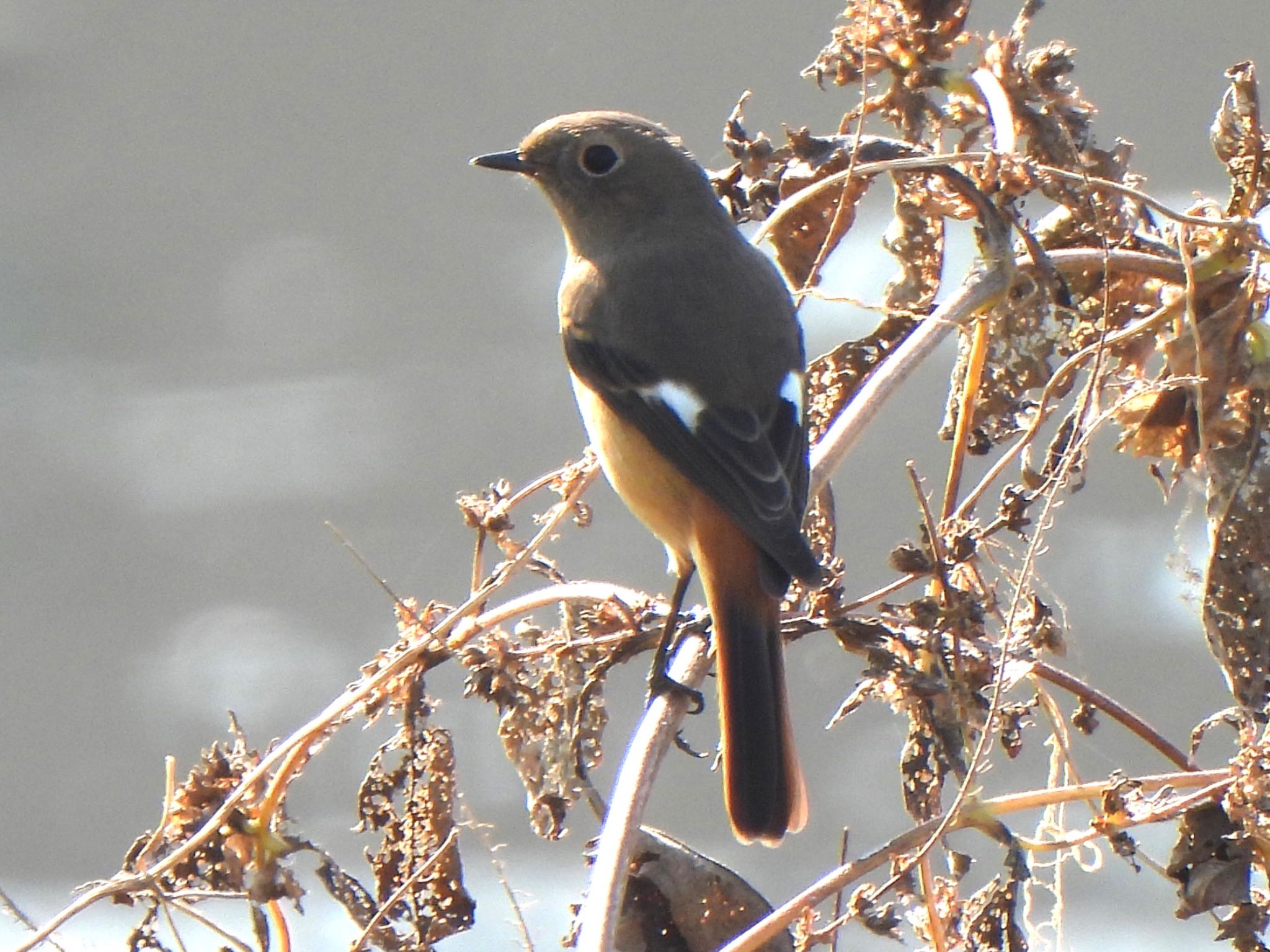 Photo of Daurian Redstart at 芝川第一調節池(芝川貯水池) by ツピ太郎