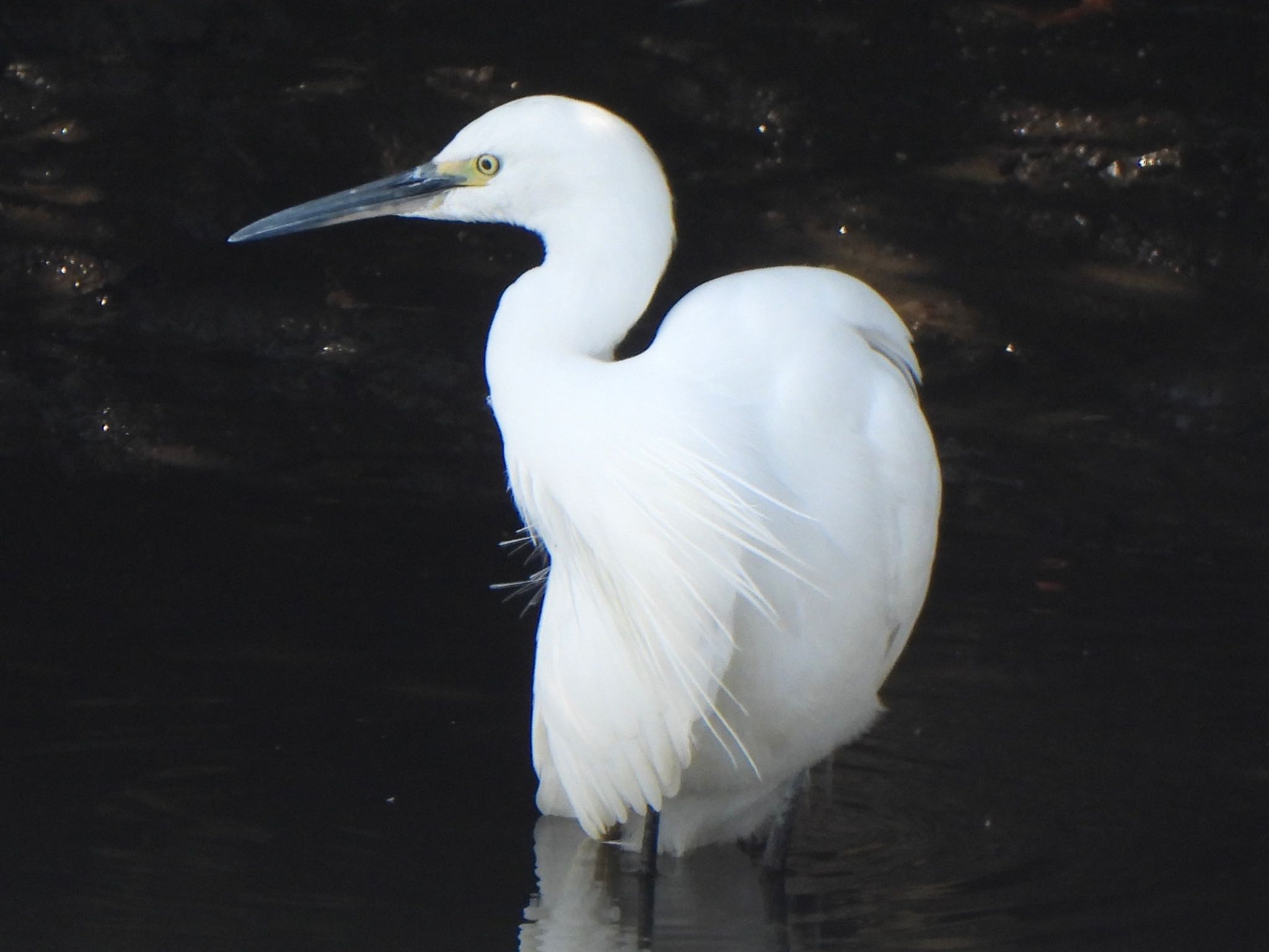 Little Egret