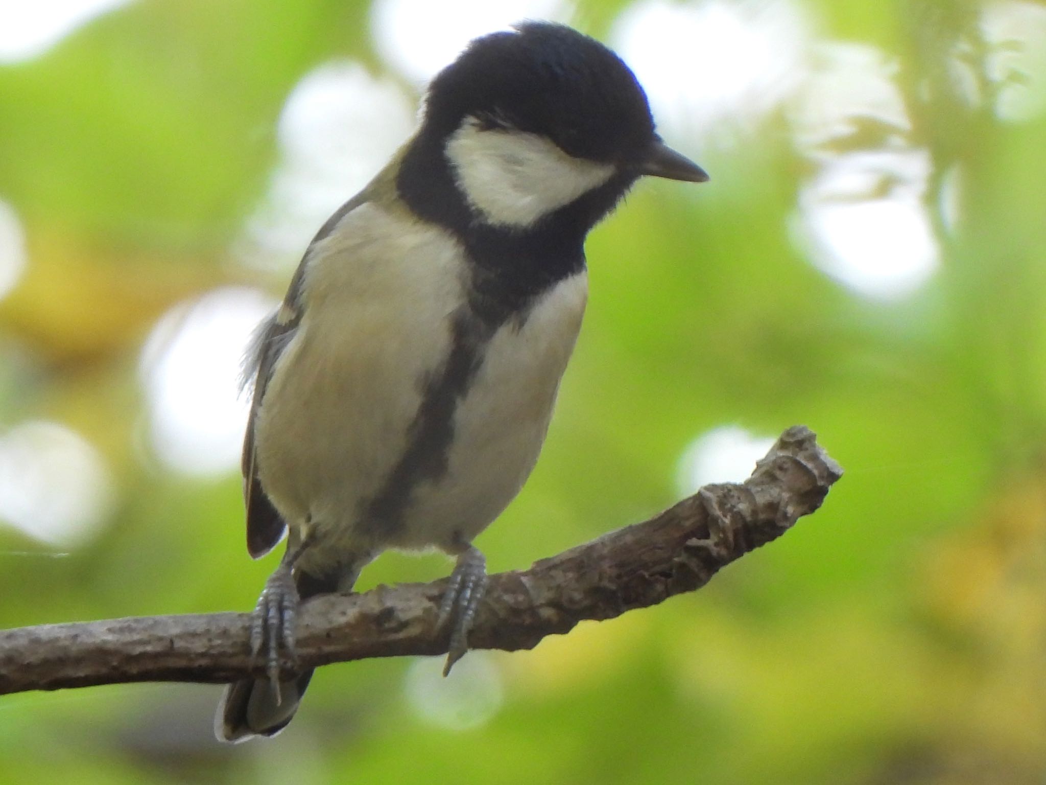 Japanese Tit