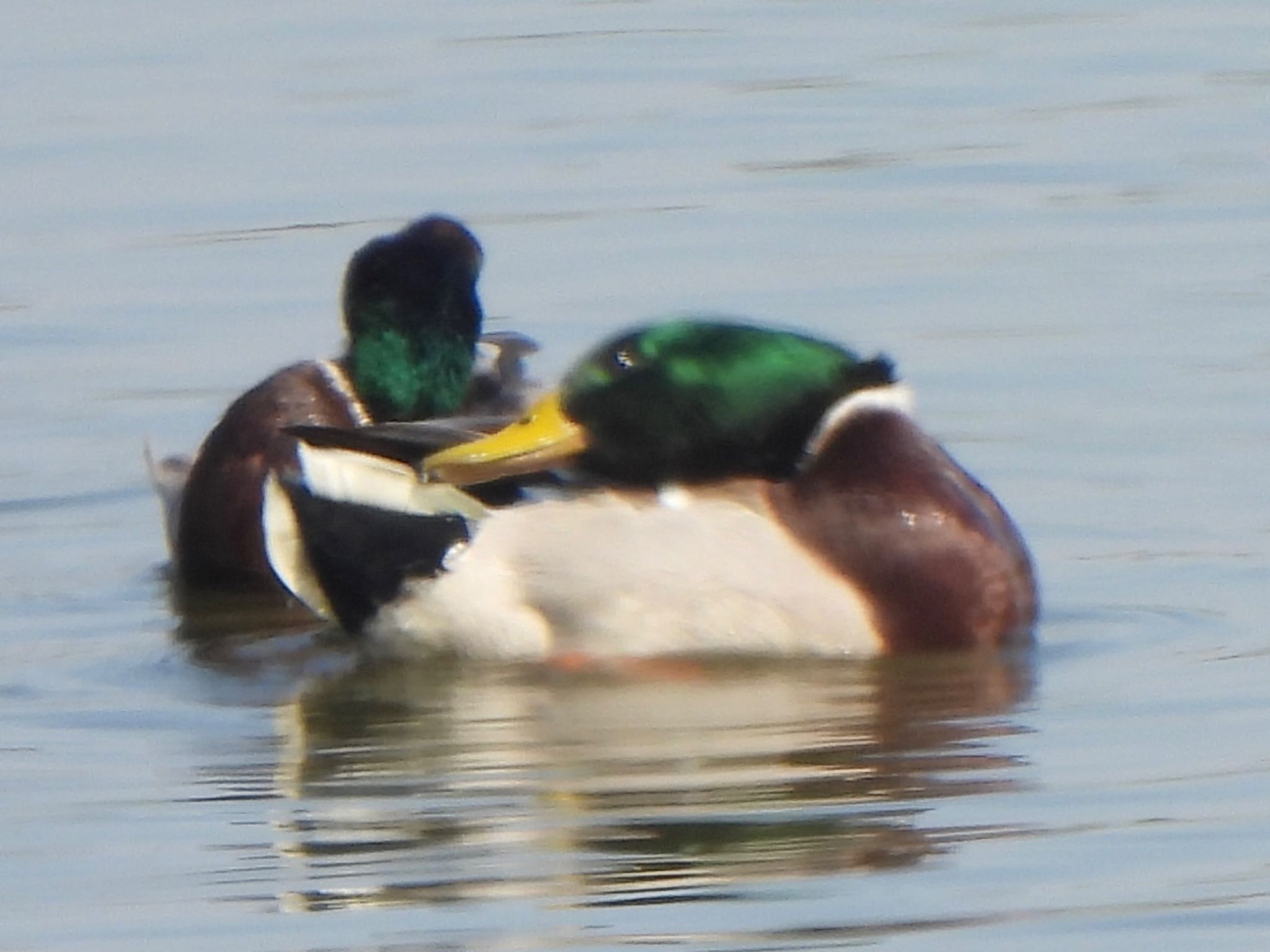 Photo of Mallard at 芝川第一調節池(芝川貯水池) by ツピ太郎