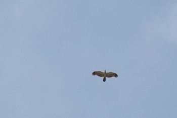 Crested Honey Buzzard 猪子山 Mon, 9/24/2018