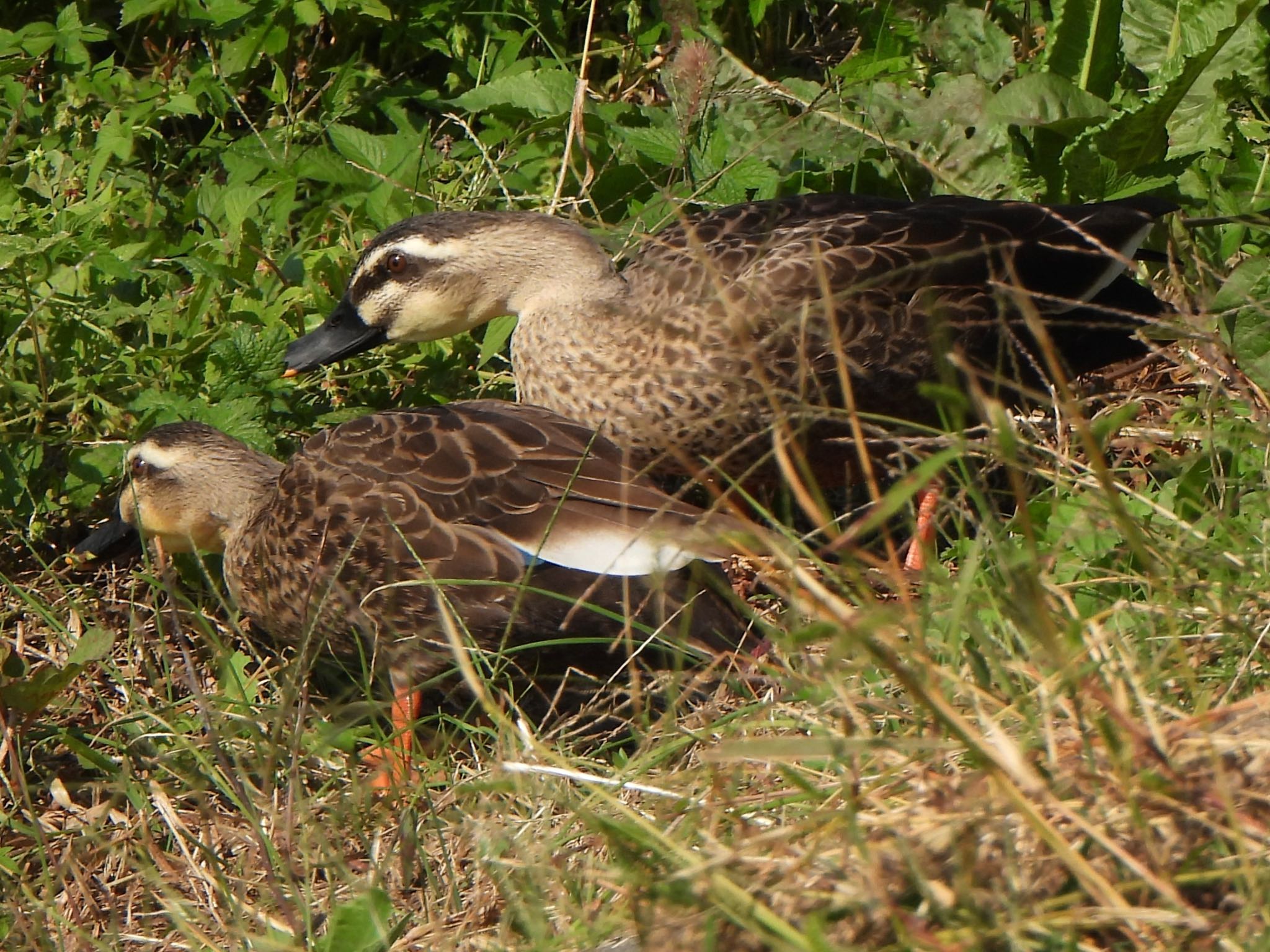 Eastern Spot-billed Duck