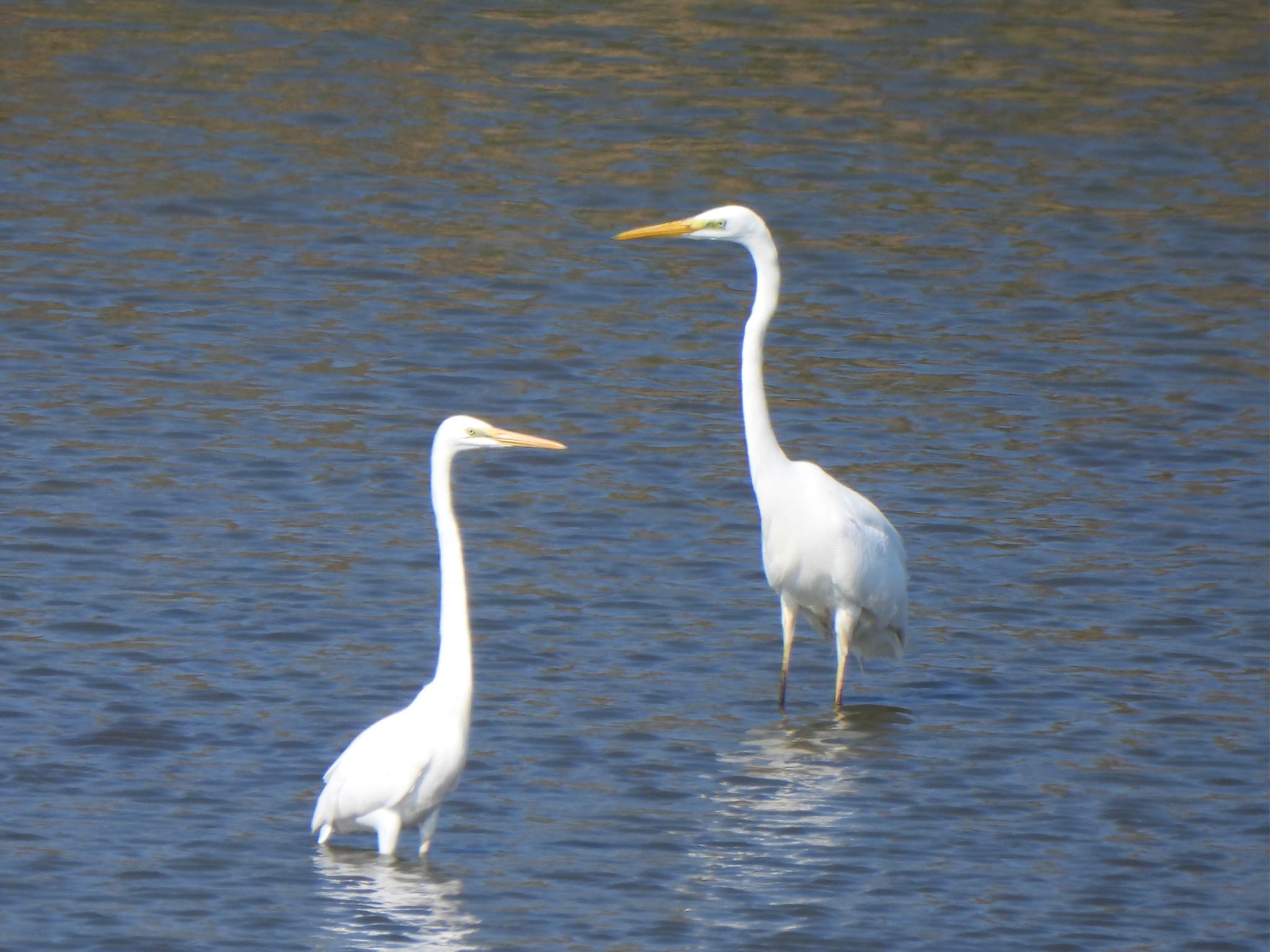 Great Egret