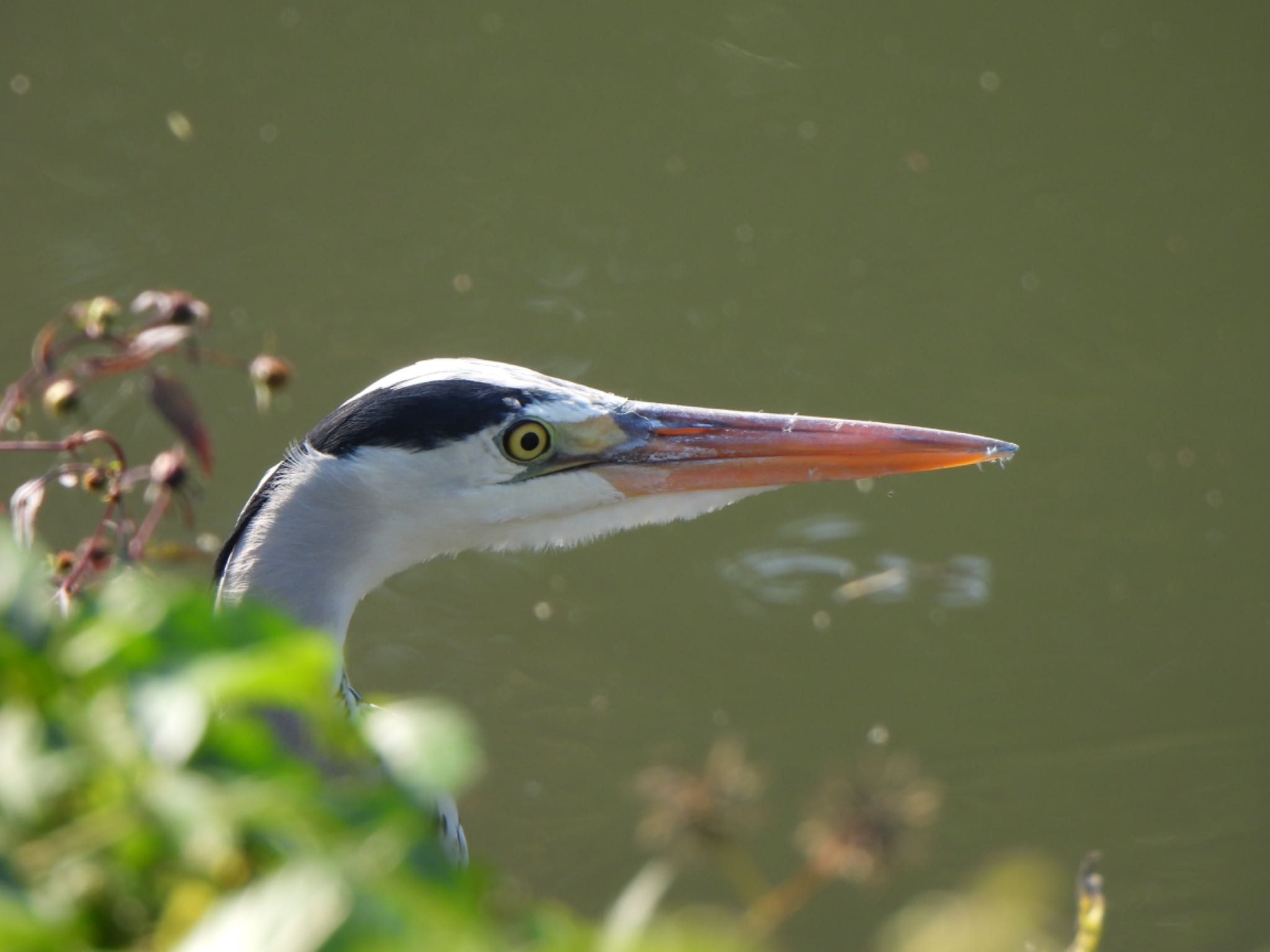 Grey Heron