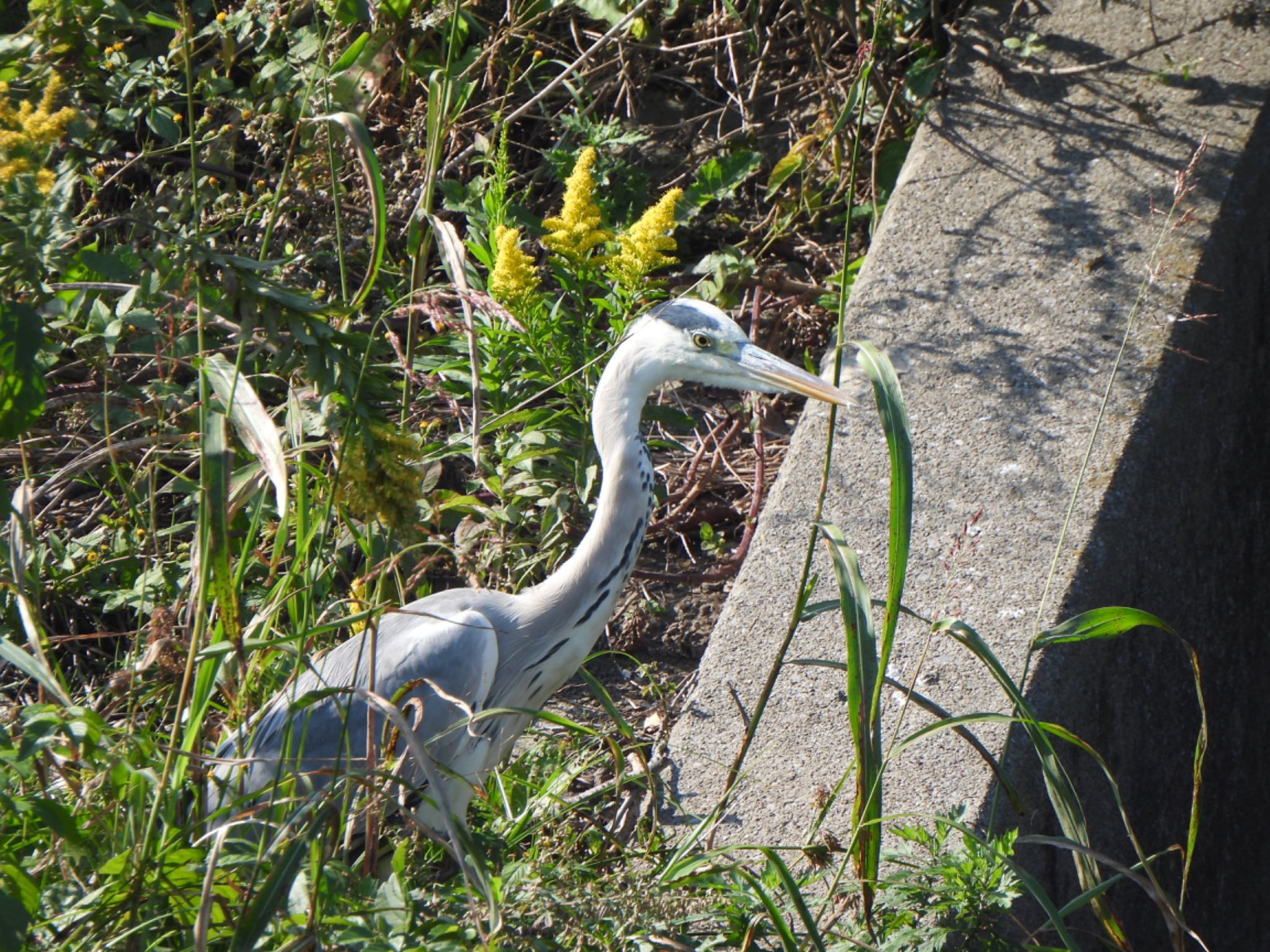 Grey Heron