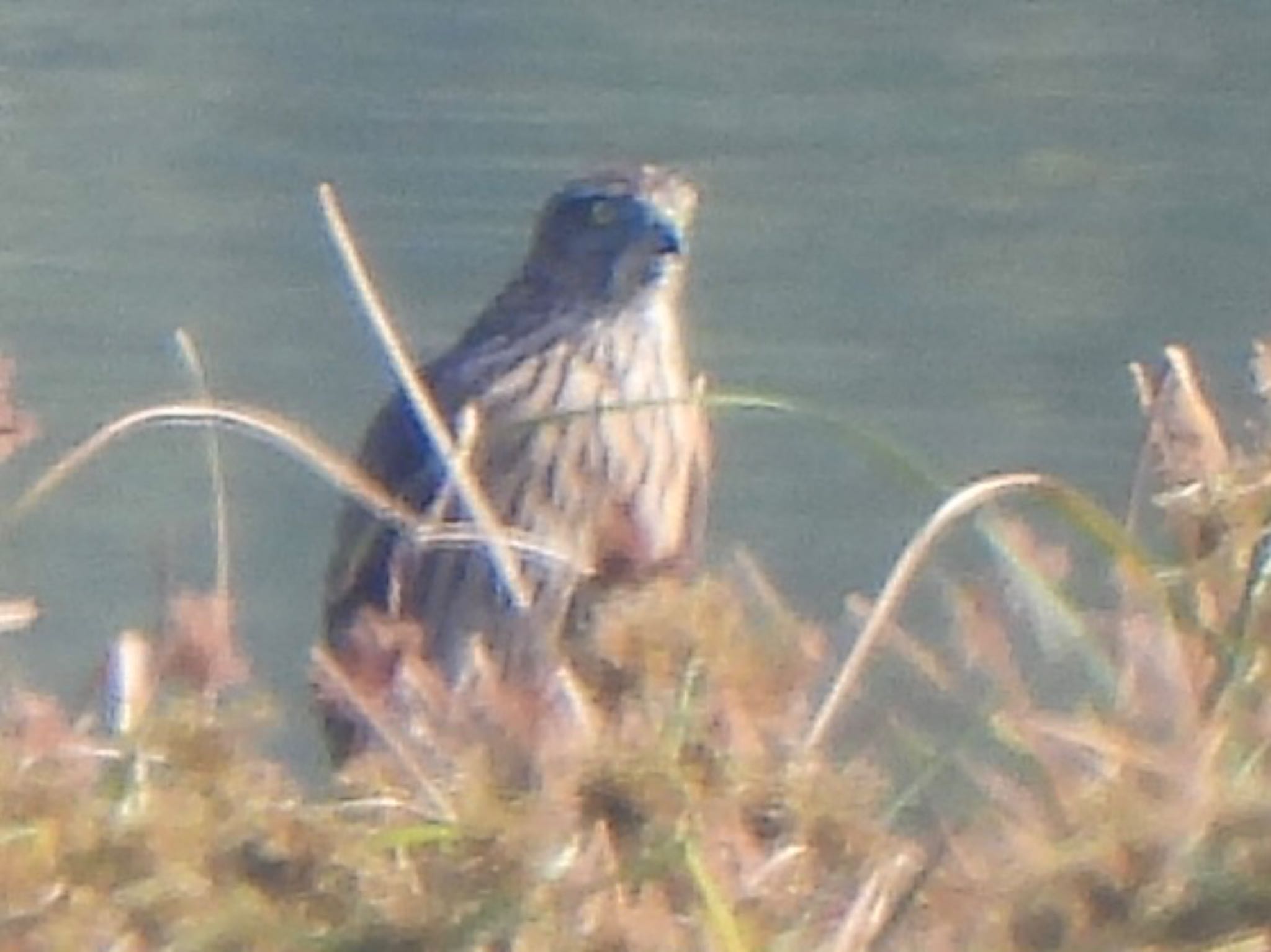 Photo of Eurasian Goshawk at 芝川第一調節池(芝川貯水池) by ツピ太郎