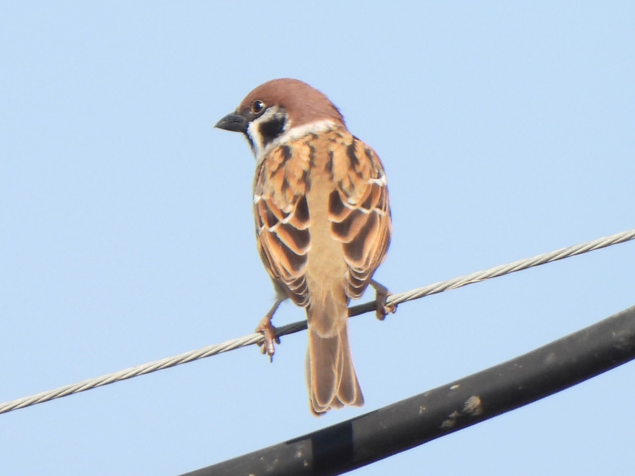 Eurasian Tree Sparrow