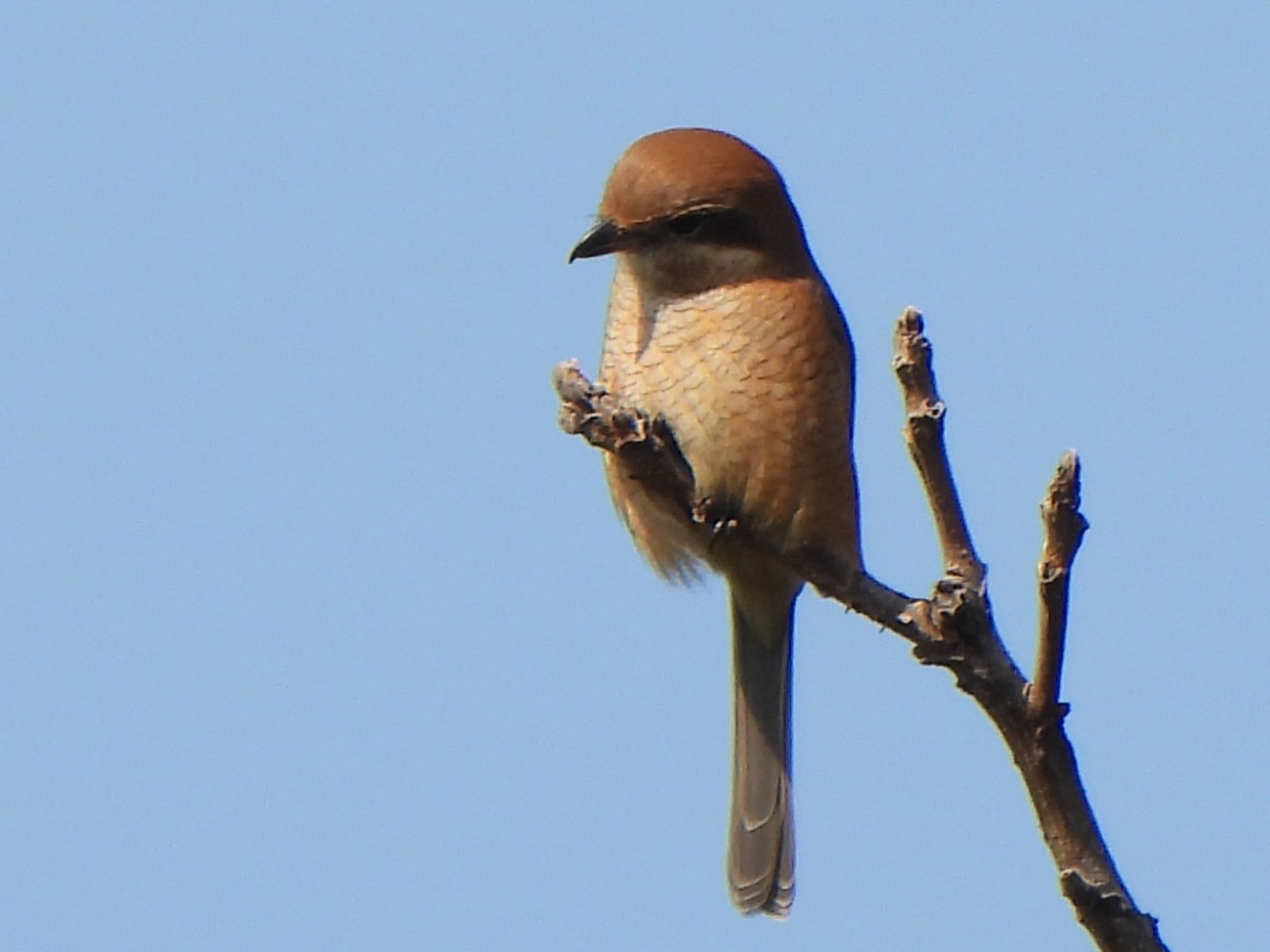 Bull-headed Shrike