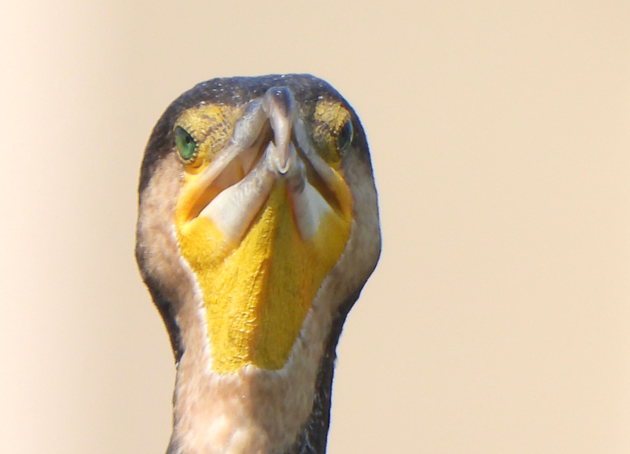 Photo of Great Cormorant at 芝川第一調節池(芝川貯水池) by ツピ太郎