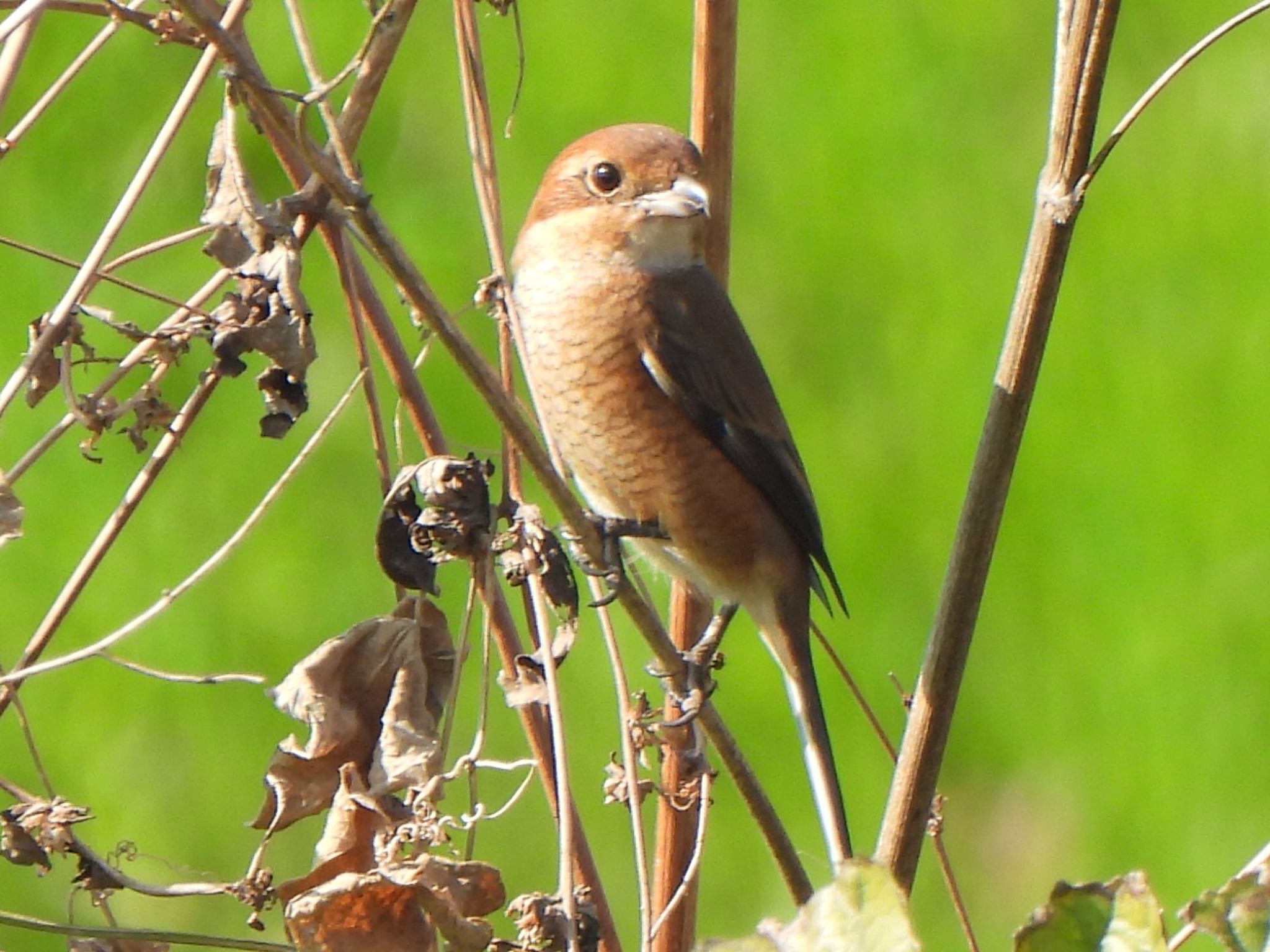 Bull-headed Shrike