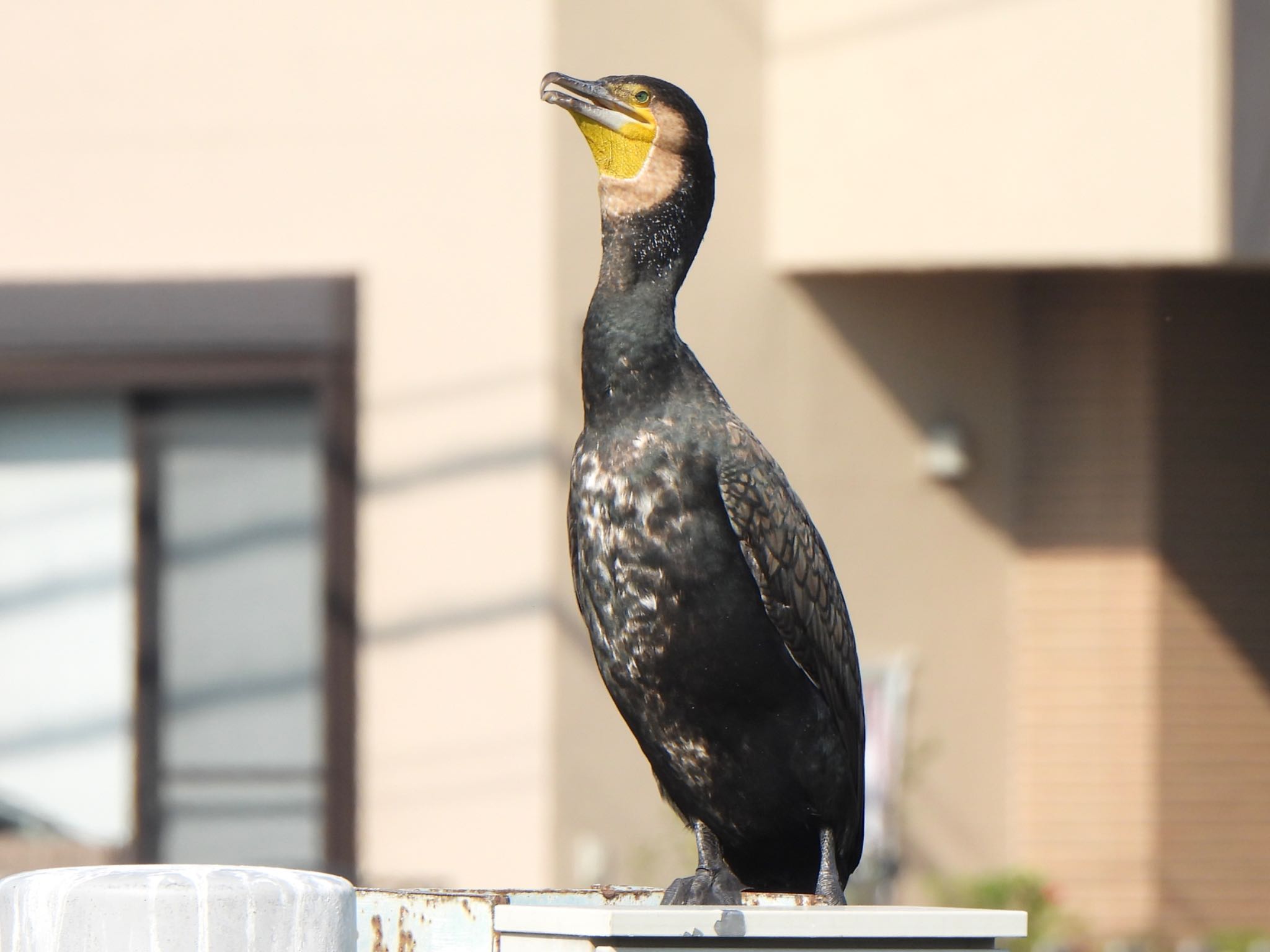 Great Cormorant