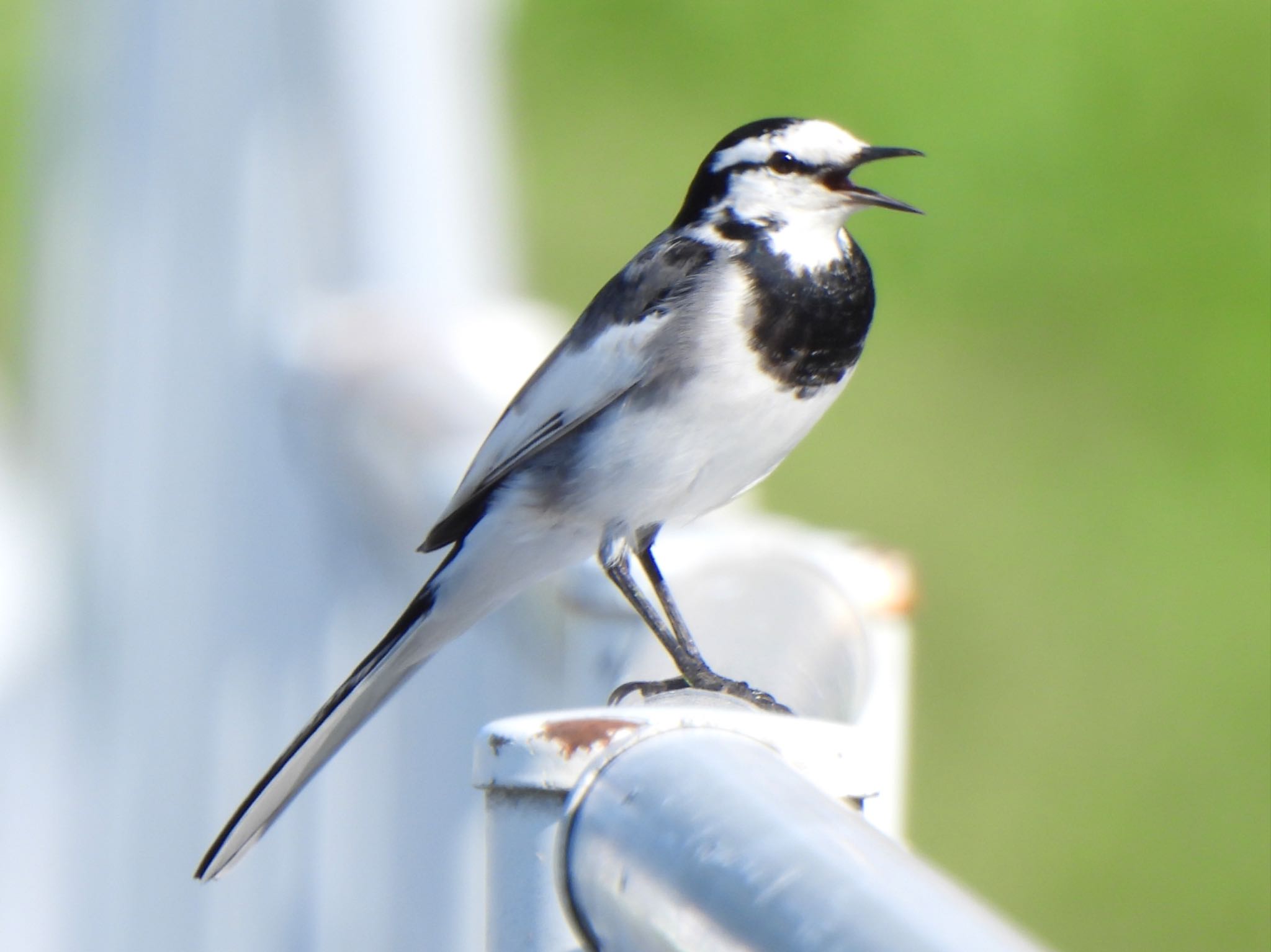 White Wagtail