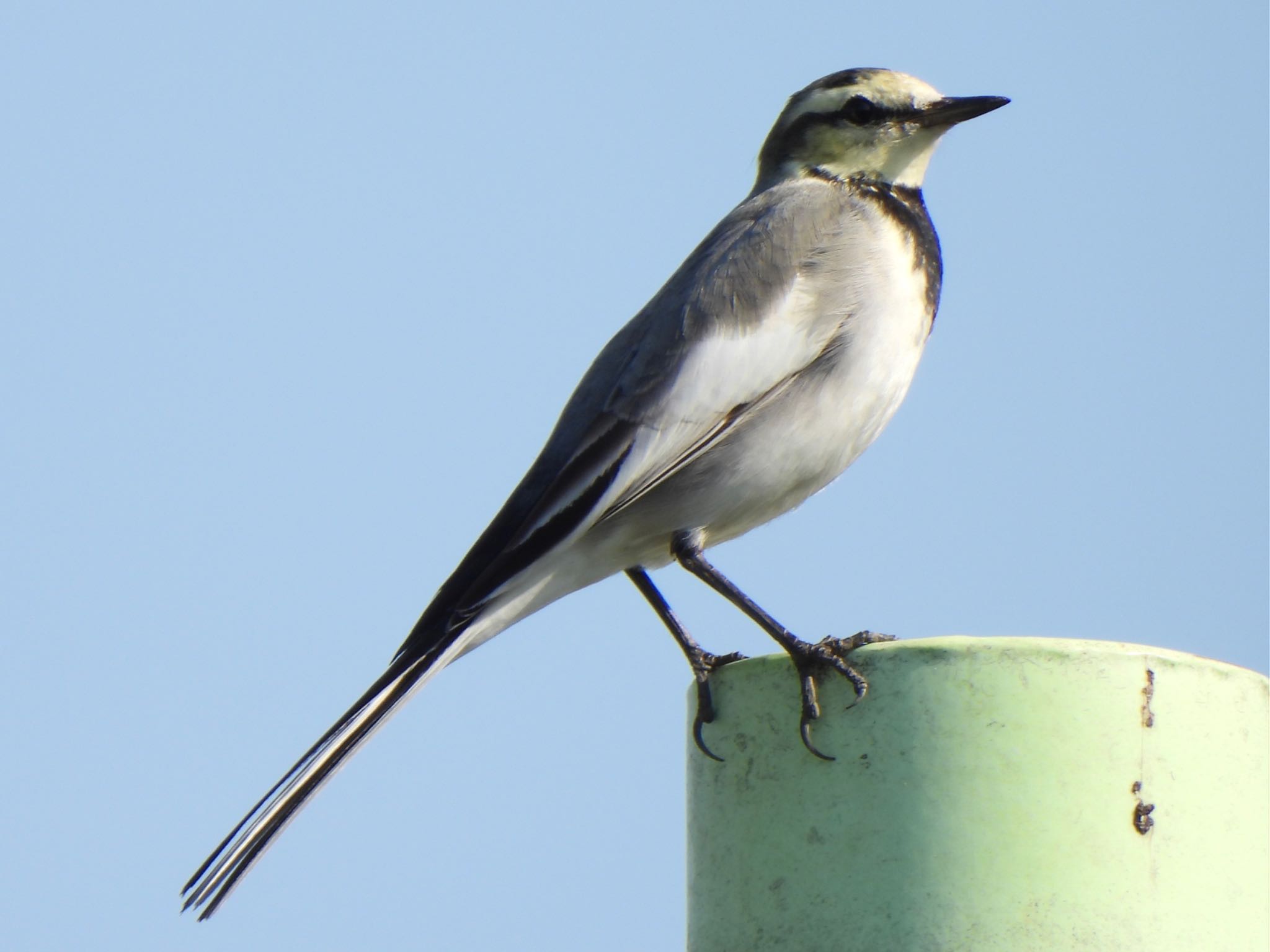 White Wagtail