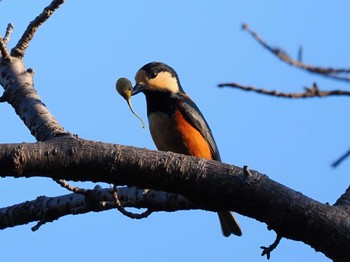 Varied Tit Mitsuike Park Fri, 11/3/2023