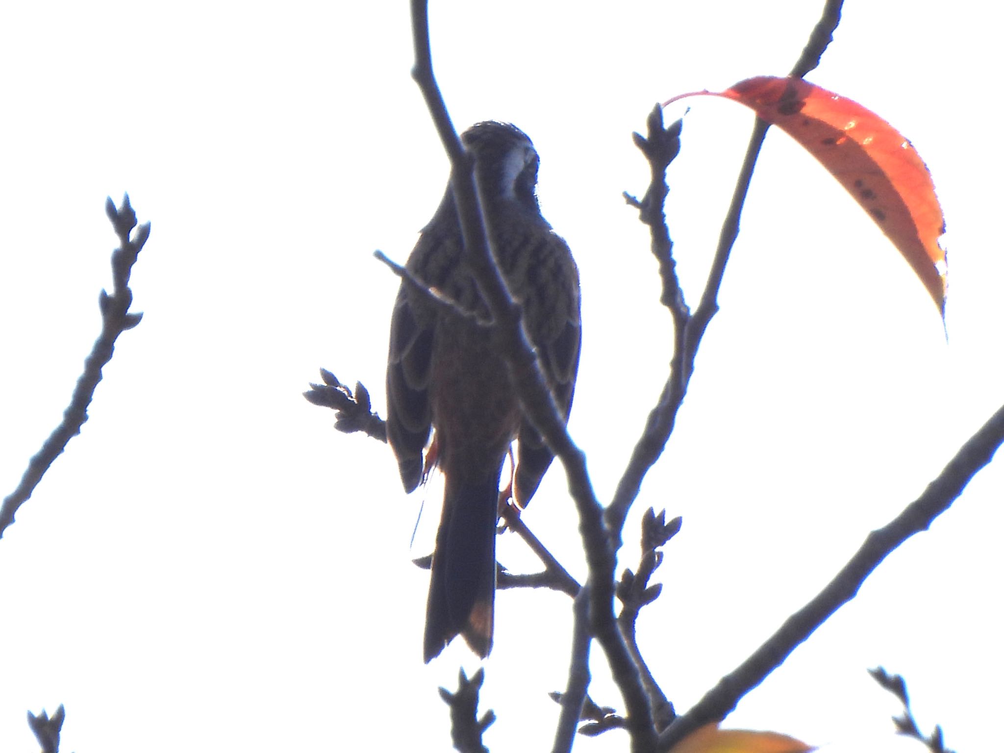 Meadow Bunting