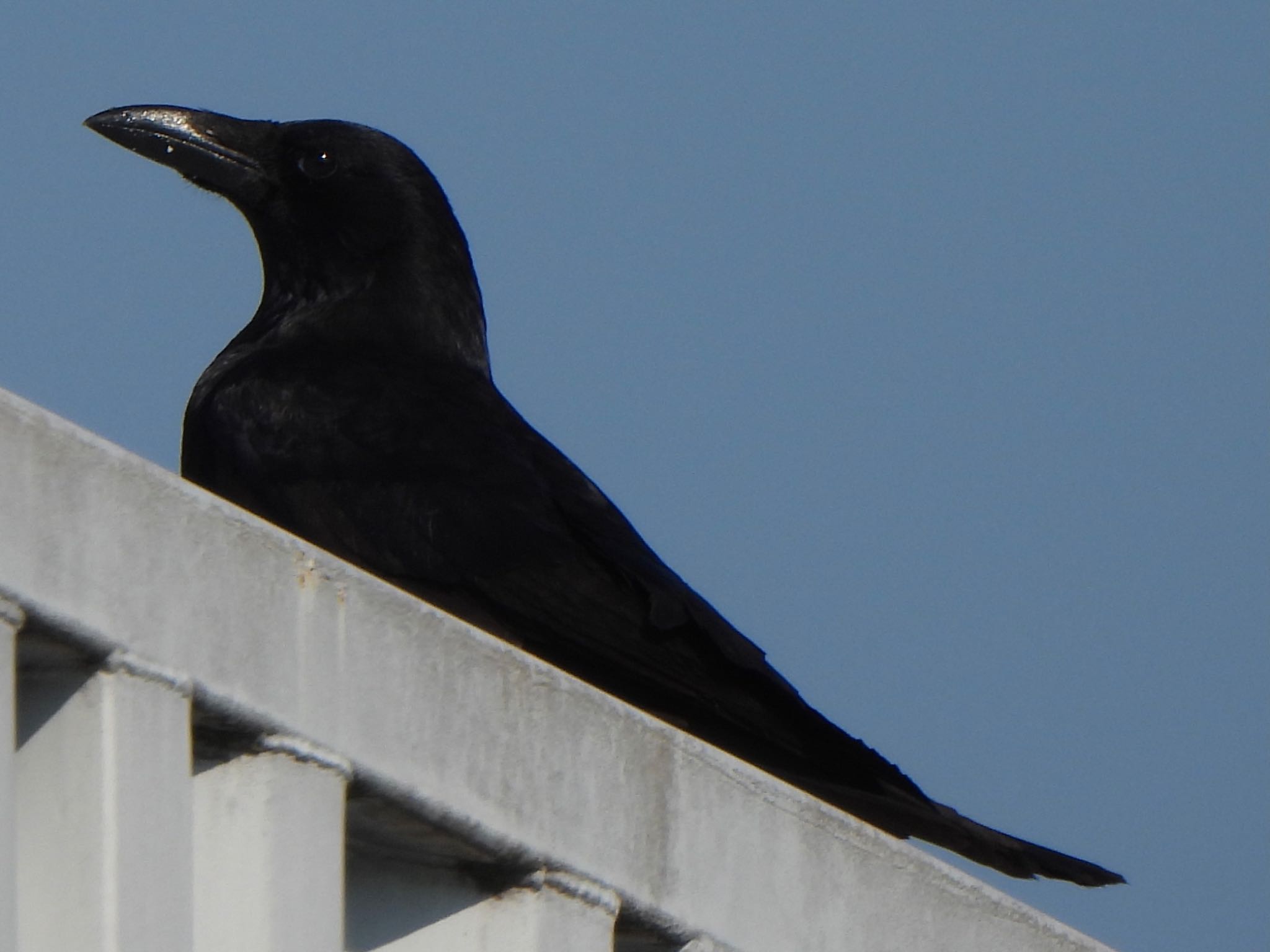 Photo of Carrion Crow at 芝川第一調節池(芝川貯水池) by ツピ太郎