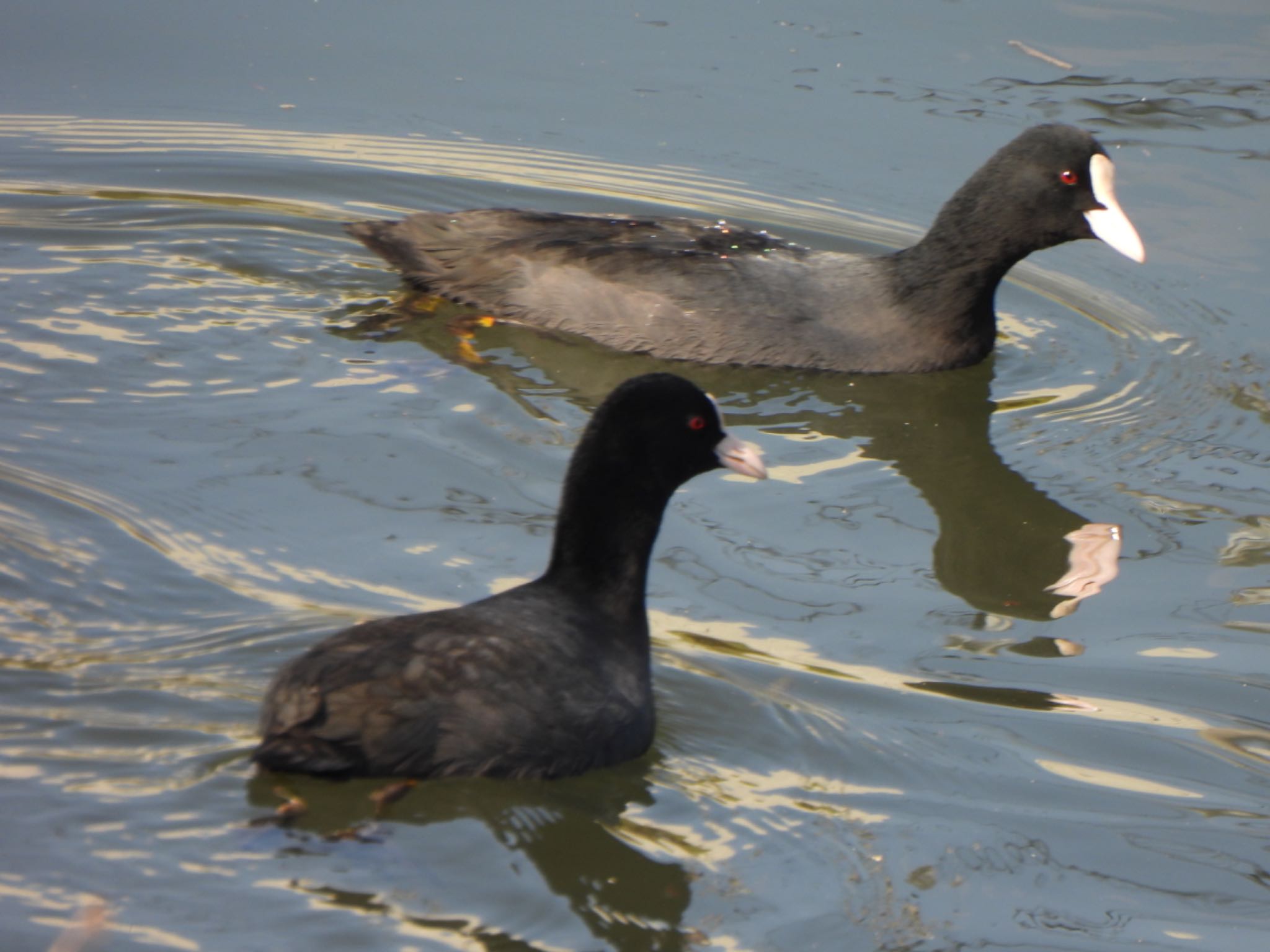 Photo of Eurasian Coot at 芝川第一調節池(芝川貯水池) by ツピ太郎