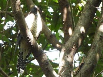 Common Cuckoo 芝川第一調節池(芝川貯水池) Fri, 11/3/2023