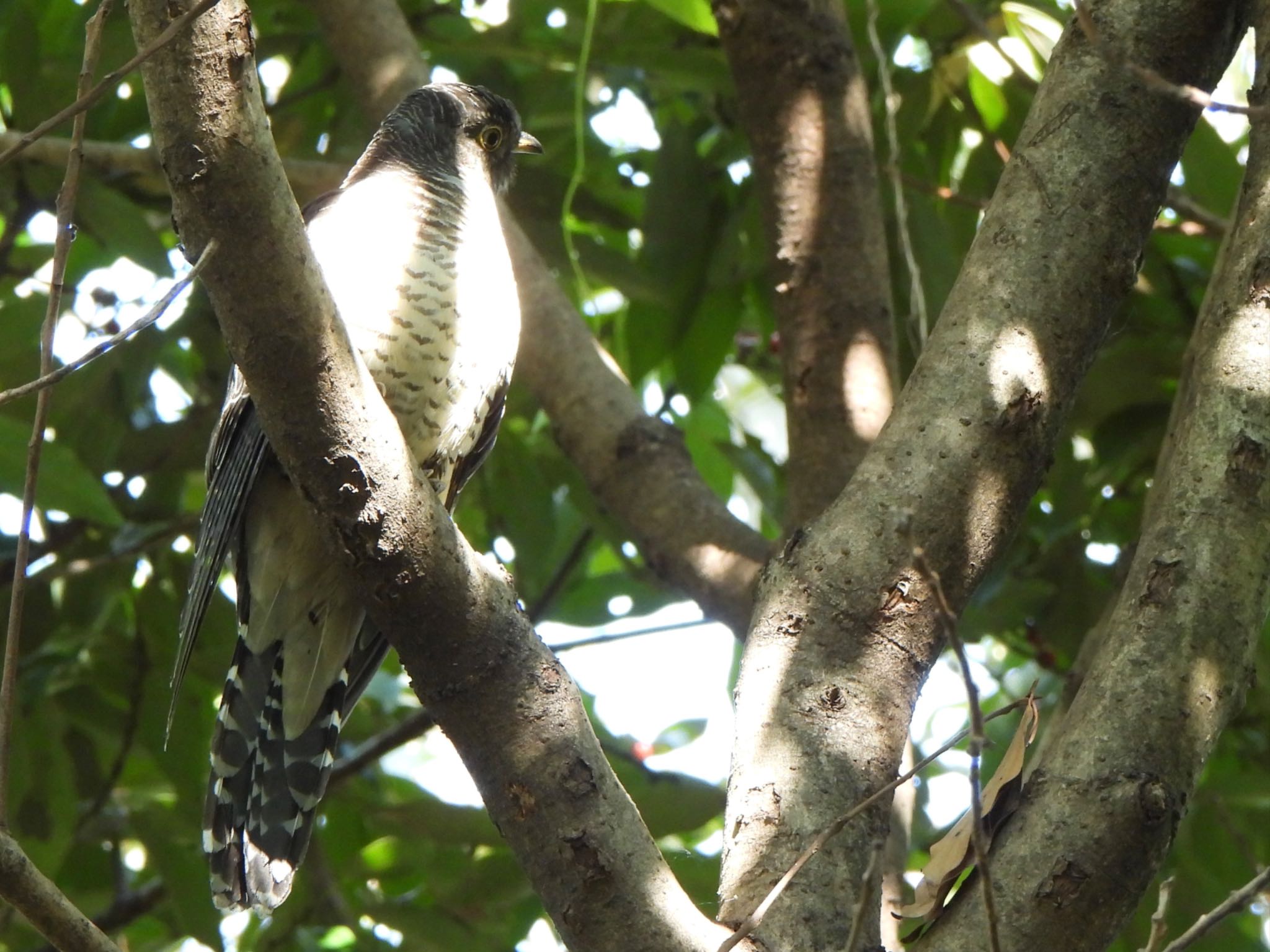 Common Cuckoo