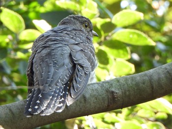 Common Cuckoo 芝川第一調節池(芝川貯水池) Fri, 11/3/2023