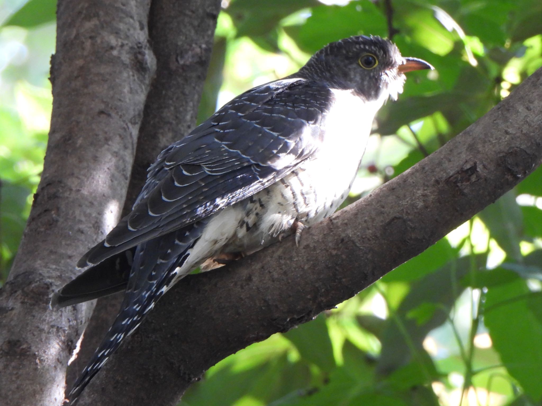 Common Cuckoo