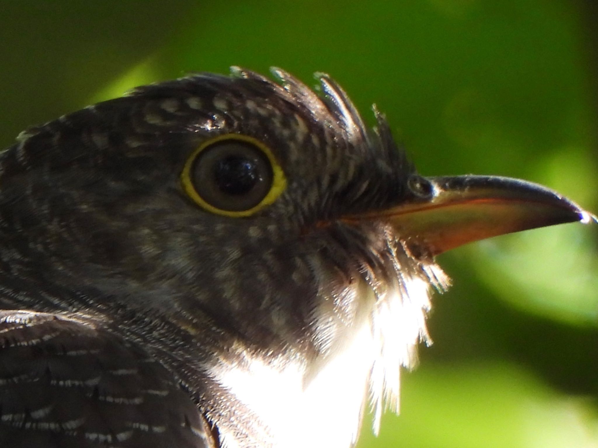 Common Cuckoo