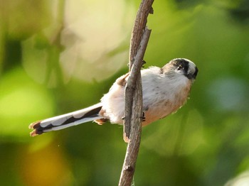 Long-tailed Tit Mitsuike Park Fri, 11/3/2023