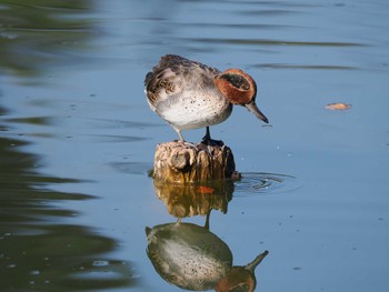 Eurasian Teal Mitsuike Park Fri, 11/3/2023