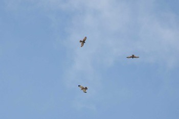 Crested Honey Buzzard 猪子山 Mon, 9/24/2018