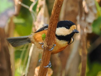 Varied Tit Mitsuike Park Fri, 11/3/2023