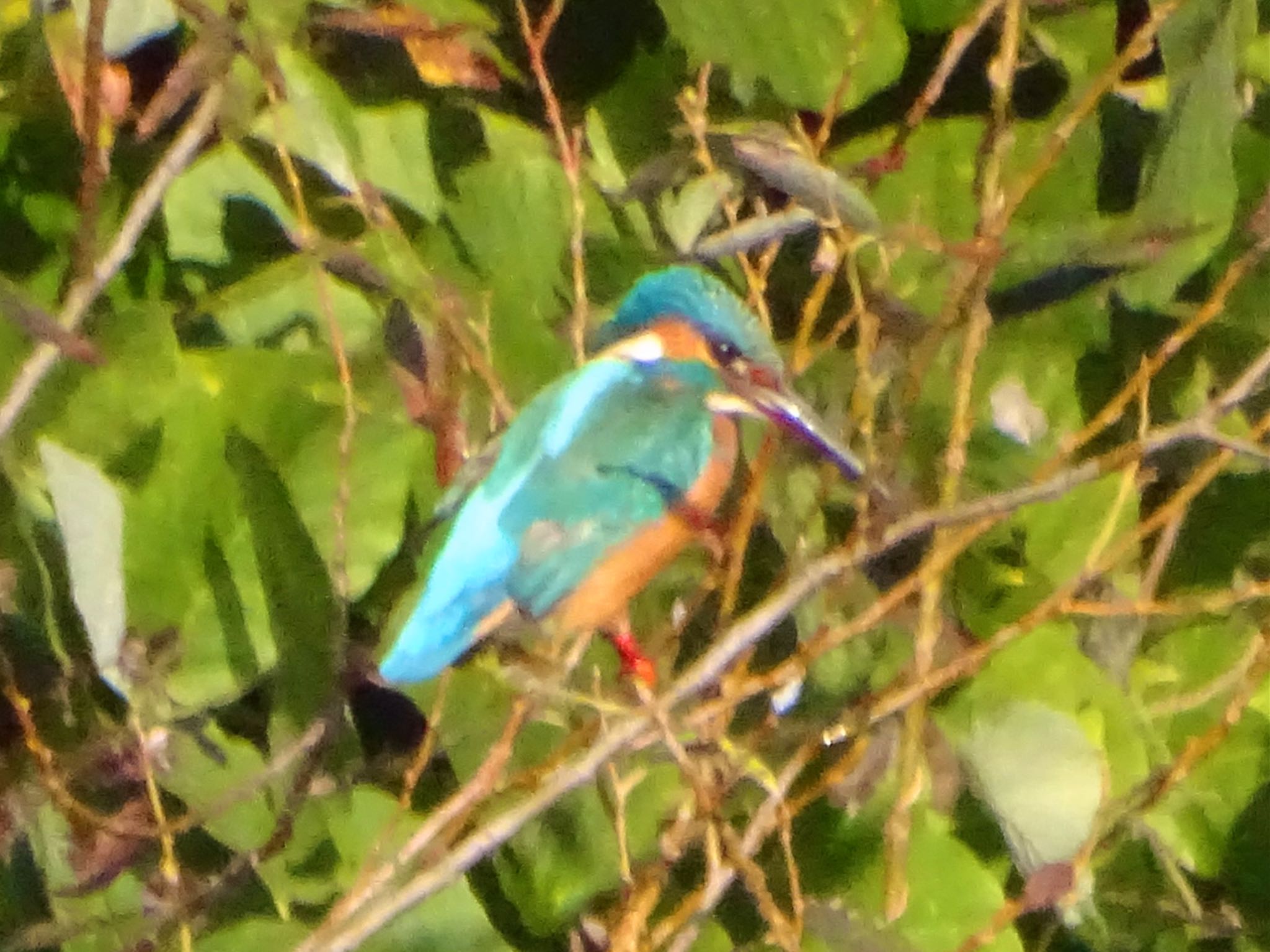 舞岡公園 カワセミの写真