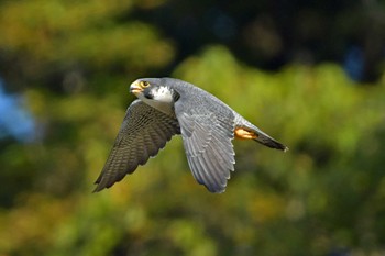 ハヤブサ 青葉山公園 2023年11月3日(金)