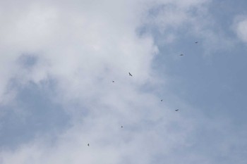 Crested Honey Buzzard 猪子山 Mon, 9/24/2018