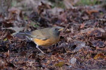 Brown-headed Thrush Senjogahara Marshland Wed, 11/1/2023