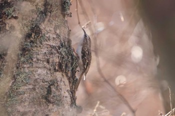 Eurasian Treecreeper Senjogahara Marshland Wed, 11/1/2023