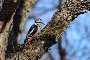 Great Spotted Woodpecker Senjogahara Marshland Wed, 11/1/2023