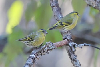 Eurasian Siskin Senjogahara Marshland Wed, 11/1/2023