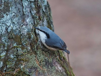 Eurasian Nuthatch Senjogahara Marshland Wed, 11/1/2023