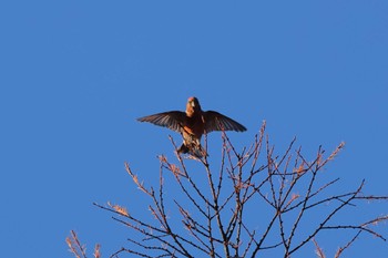 Red Crossbill Senjogahara Marshland Wed, 11/1/2023