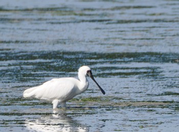 Black-faced Spoonbill 和白干潟 Fri, 11/3/2023